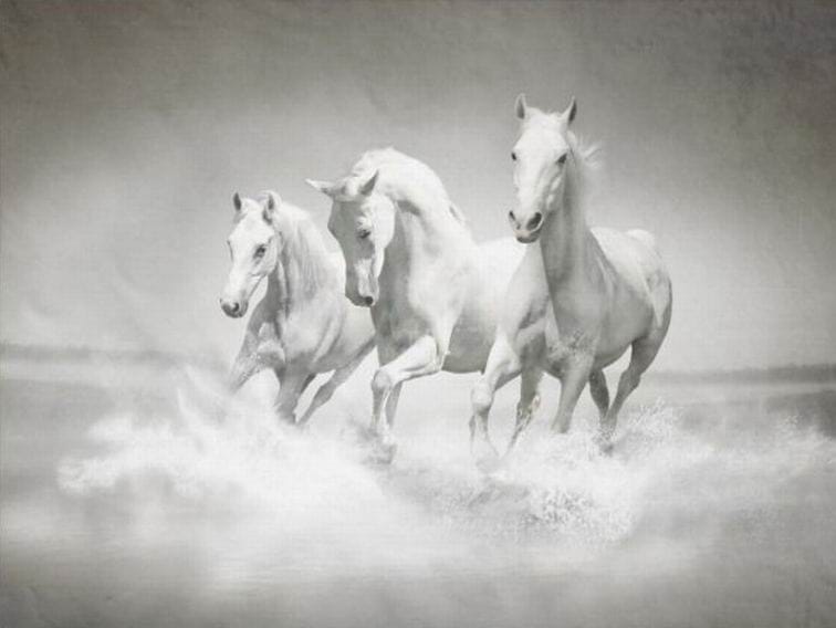 Three white horses running Oil painting hand-made 30×40cm
